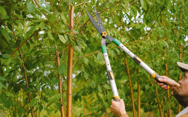 Tree trimming in Columbus Junction, IA